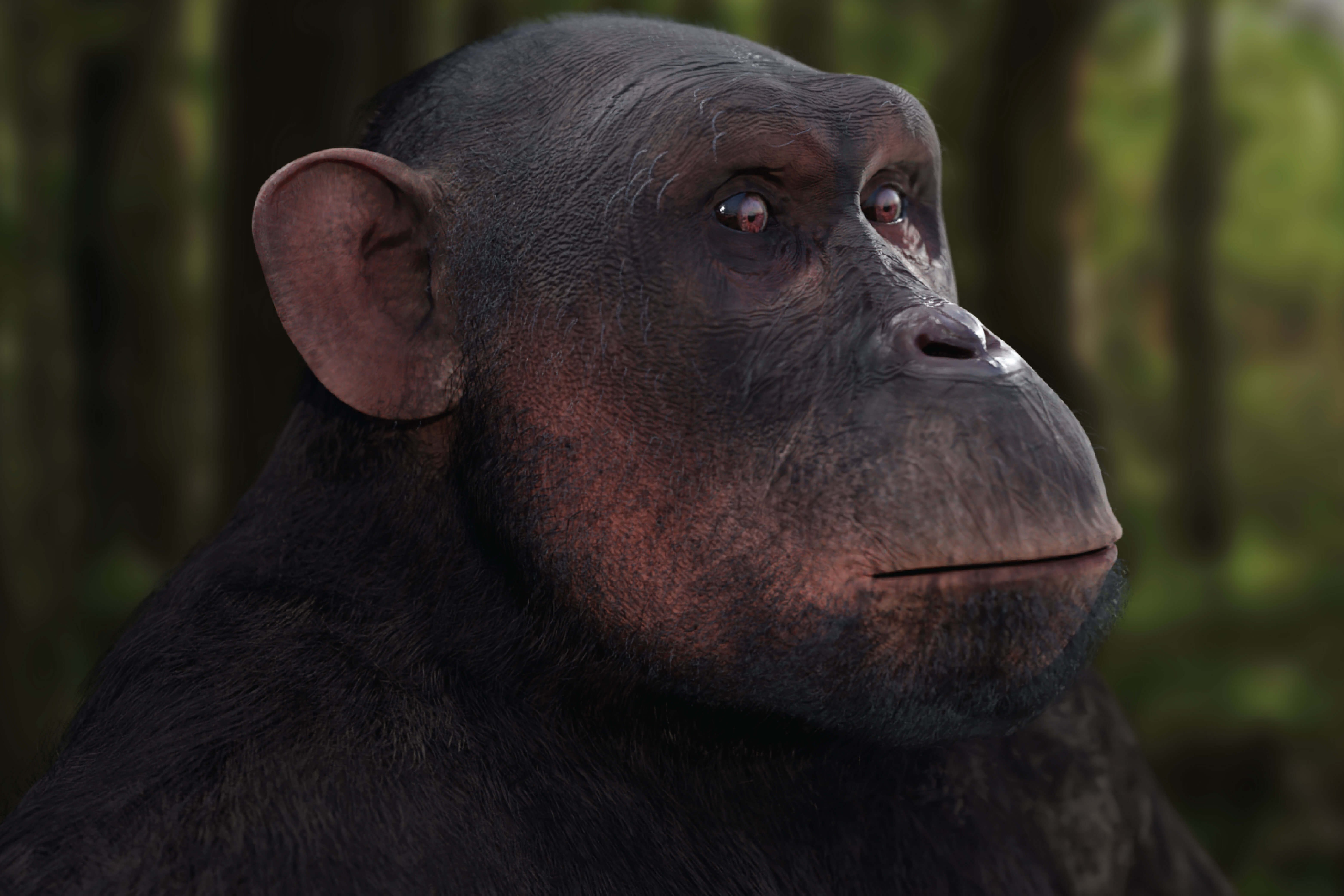 Pan Troglodytes, the Common Chimpanzee banner image