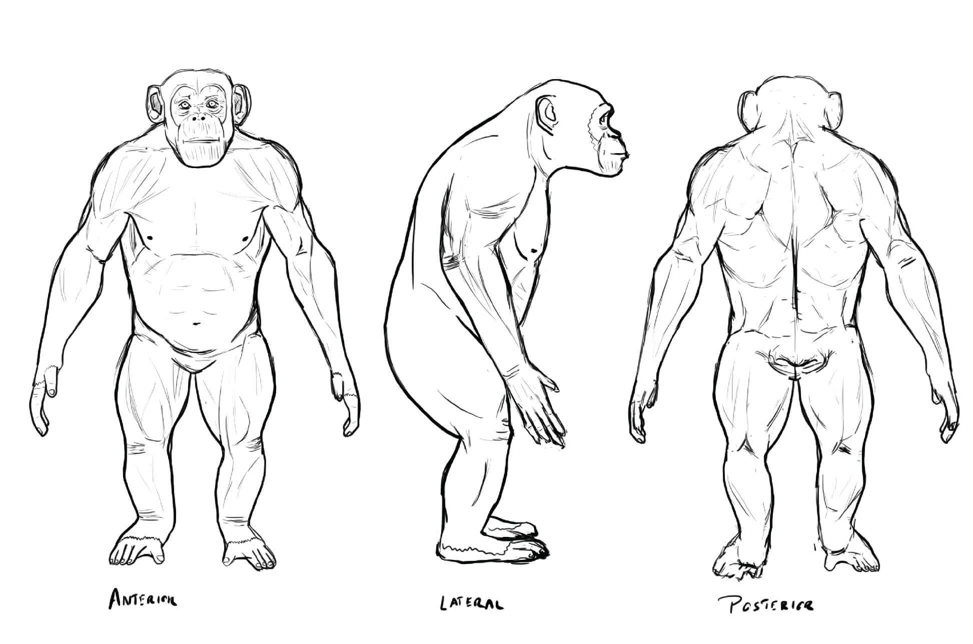 Anterior, lateral, and posterior sketches of the chimpanzee