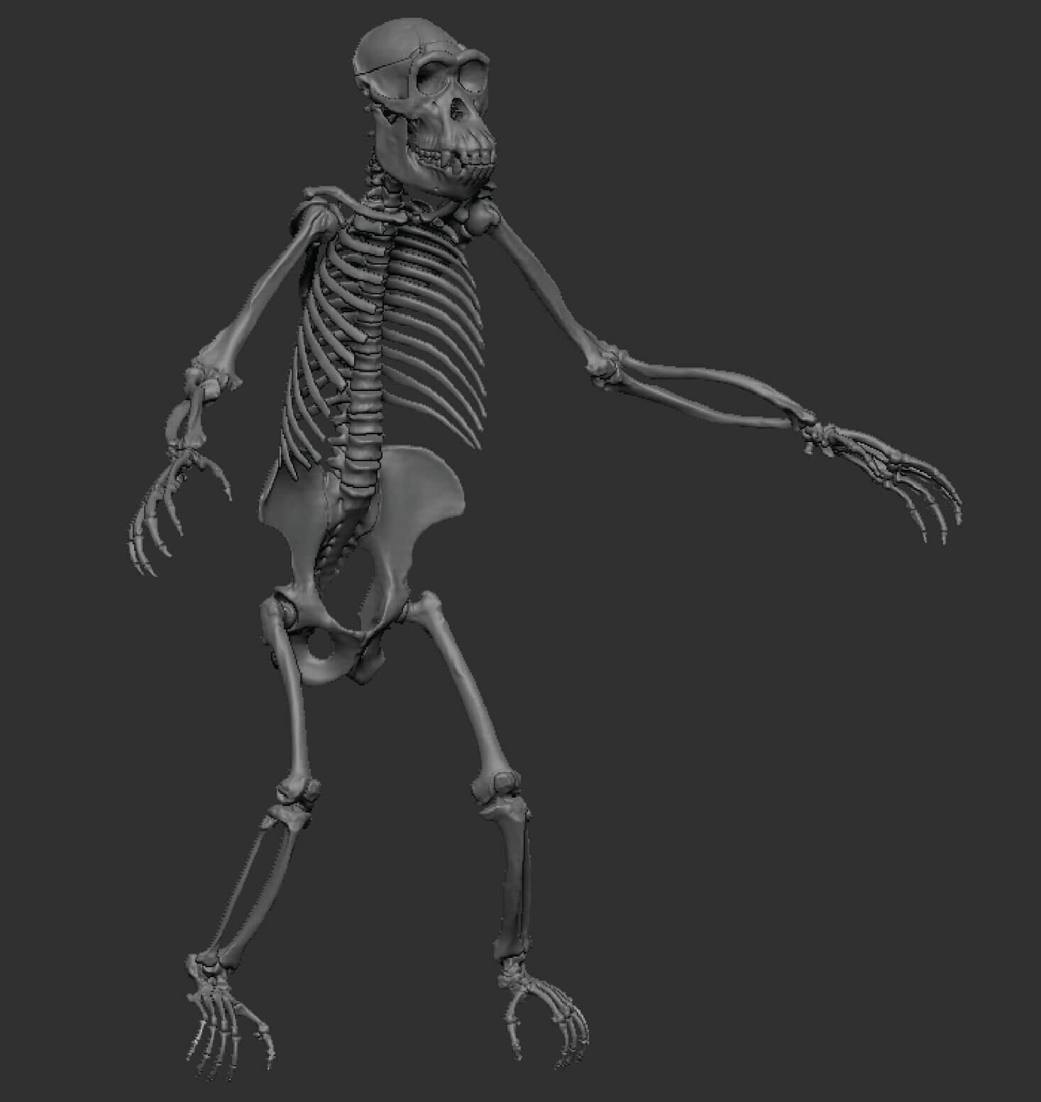 Skeletal segmentation of chimpanzee in Zbrush