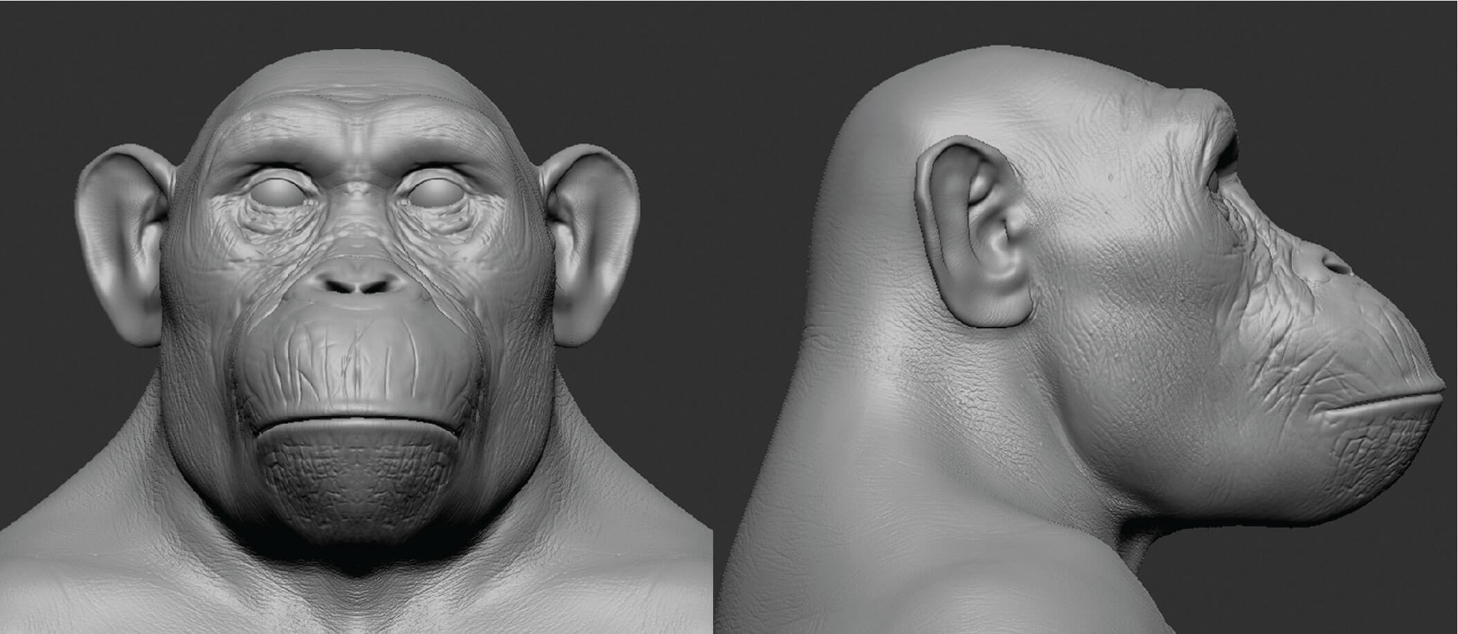 Front and lateral views of sculpted chimpanzee Head in Zbrush