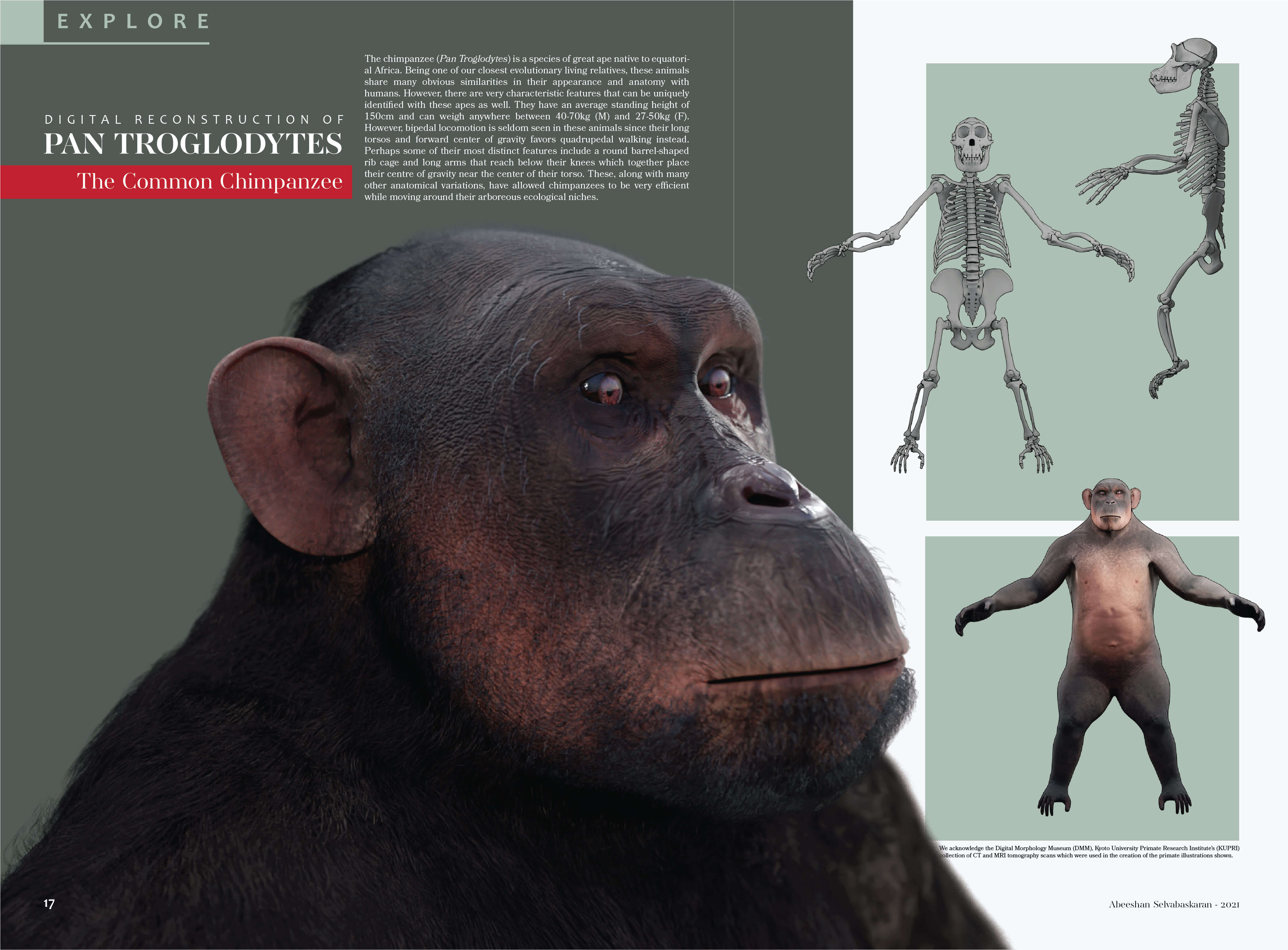 Mock fold-out magazine page layout with the Chimpanzee