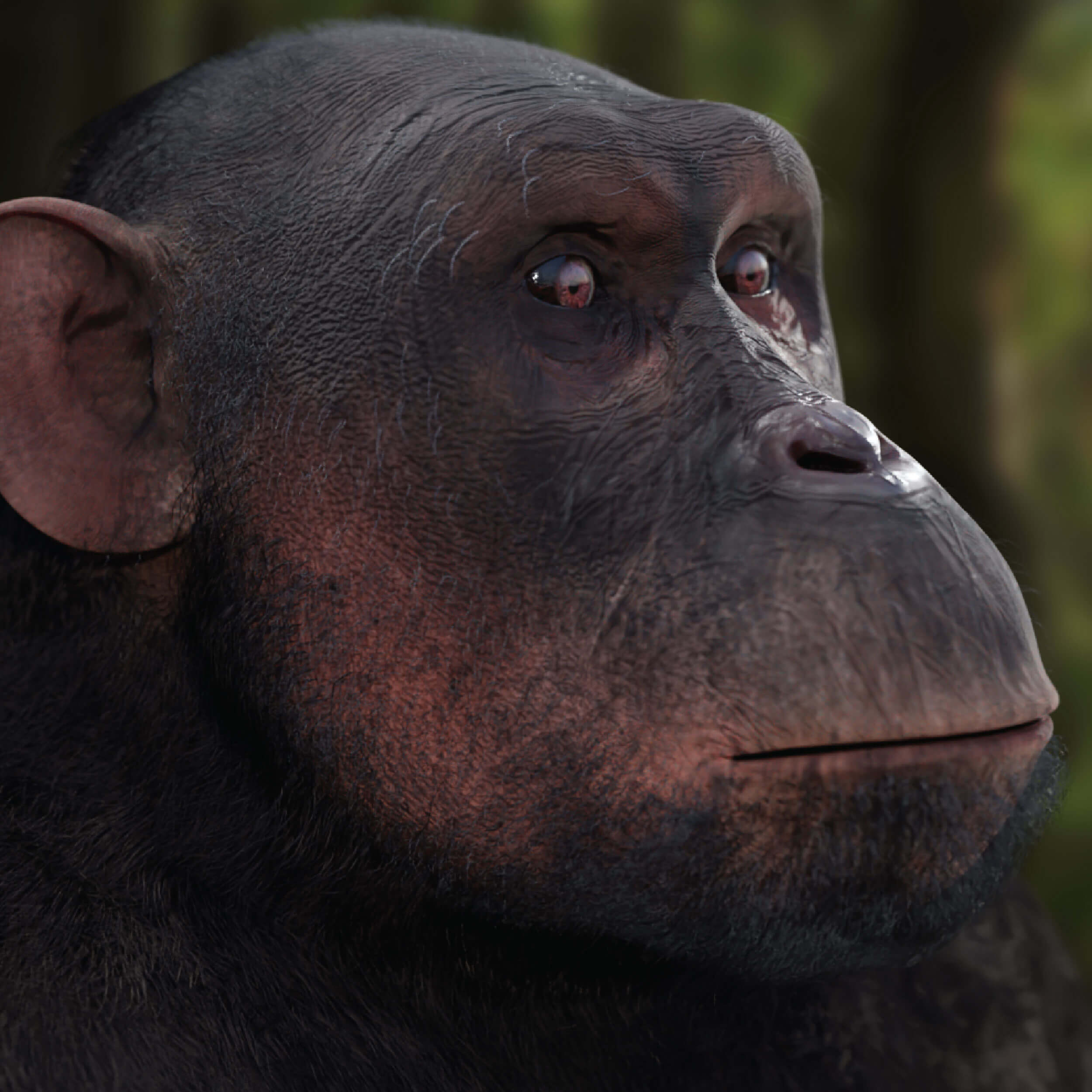 Thumnail of Pan Troglodytes Chimpanzee 3D sculpt