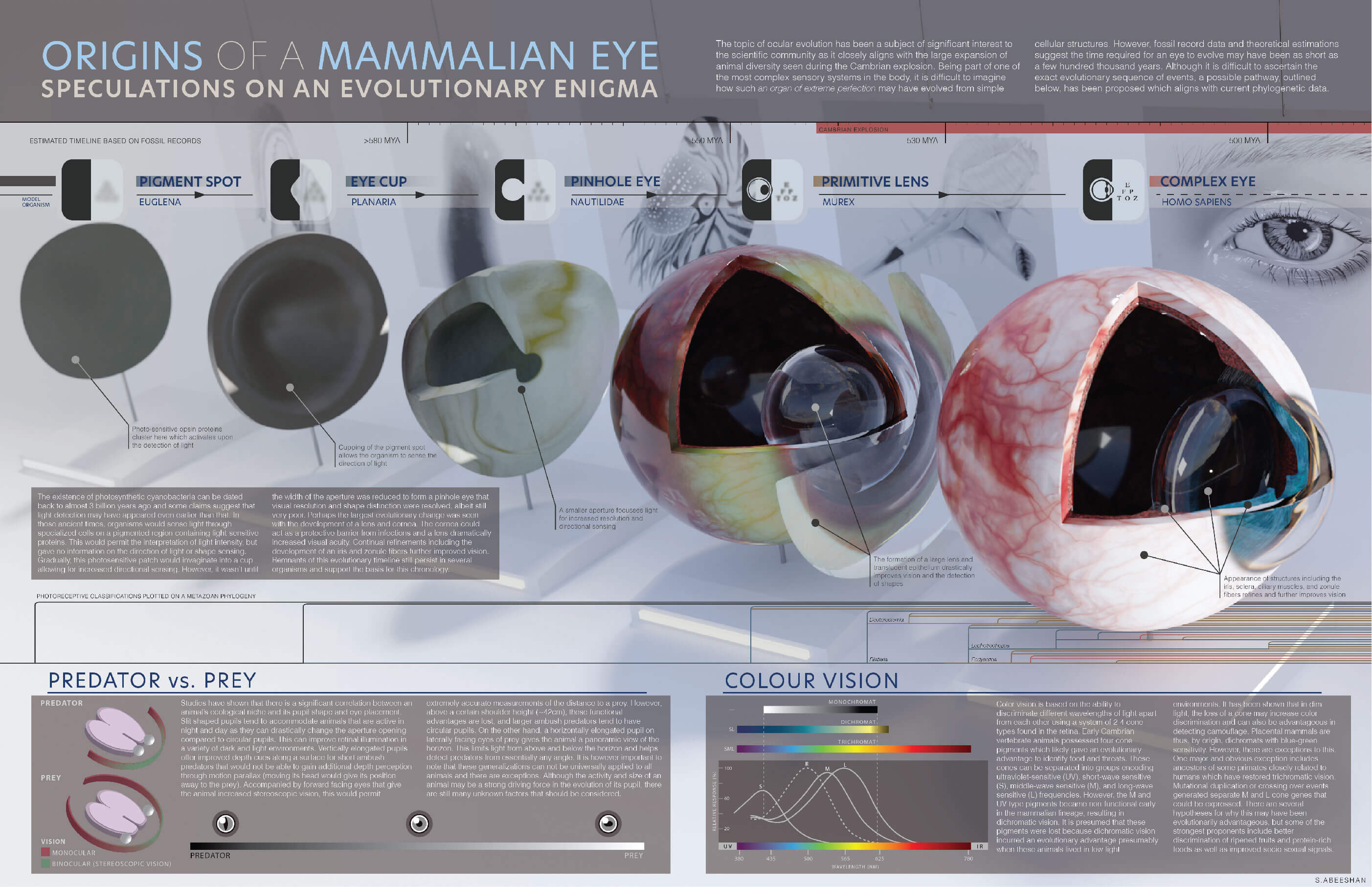 Final infographic on the Origins of a Mammalian Eye