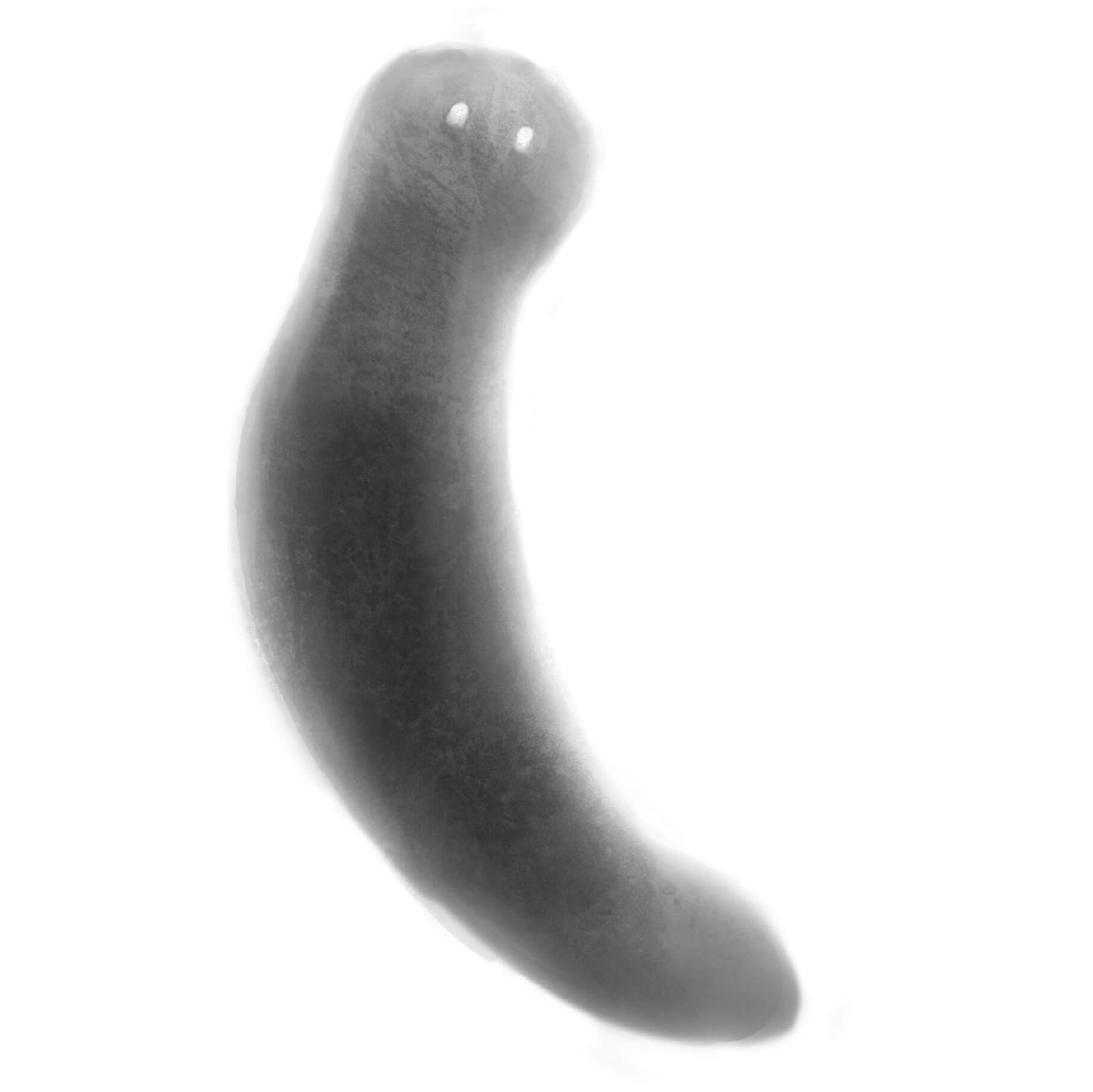 2D Drawing of Planaria