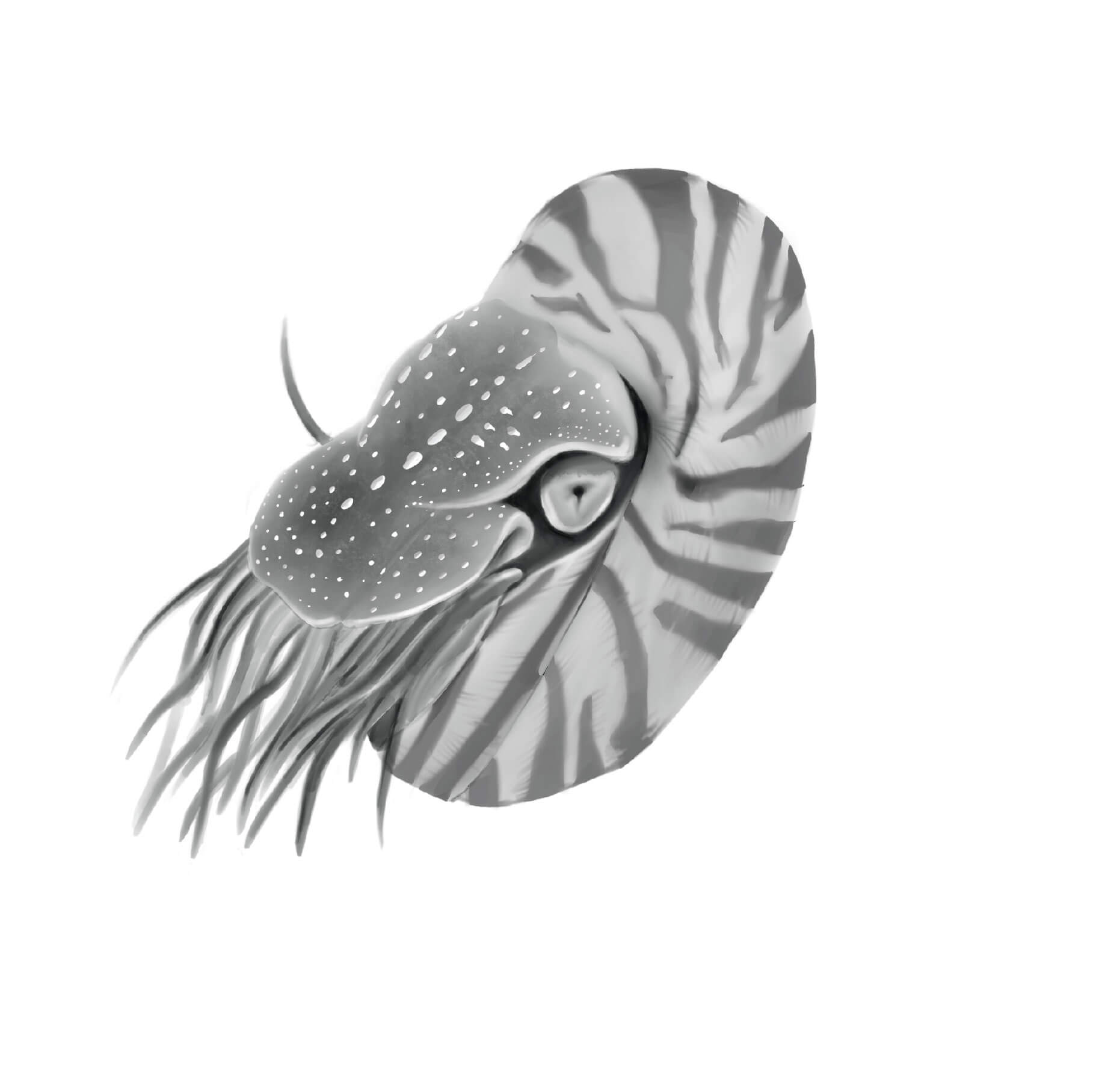 2D Drawing of Nautilus