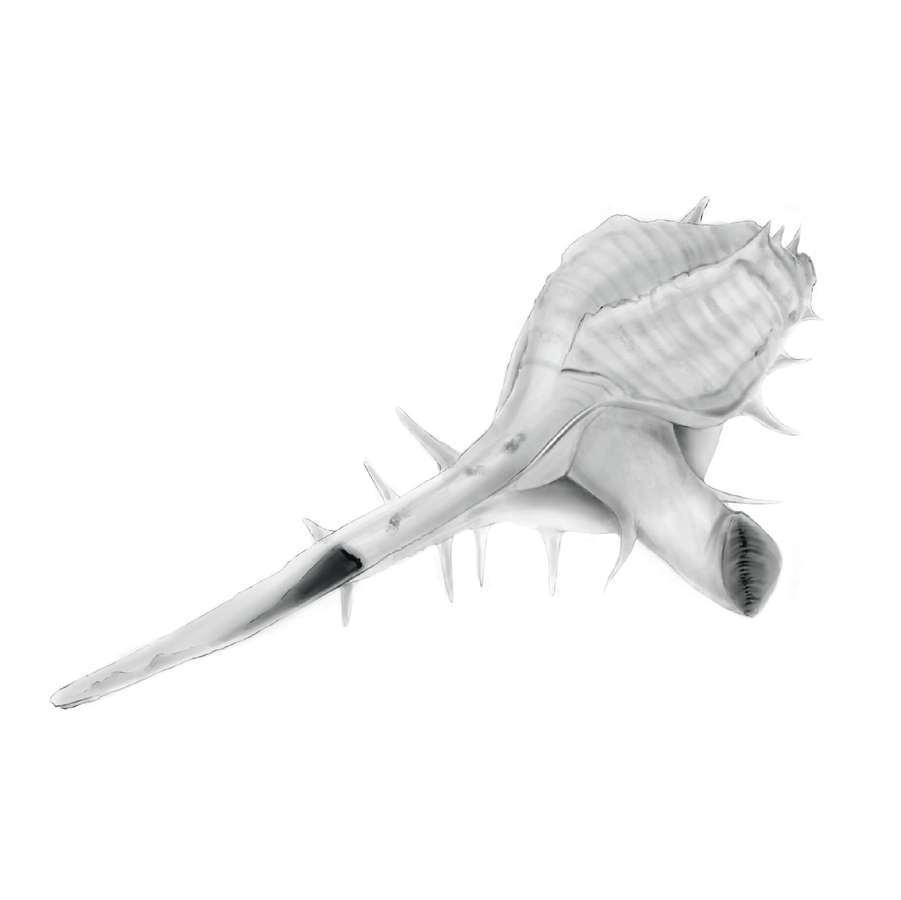 2D Drawing of Murex snail