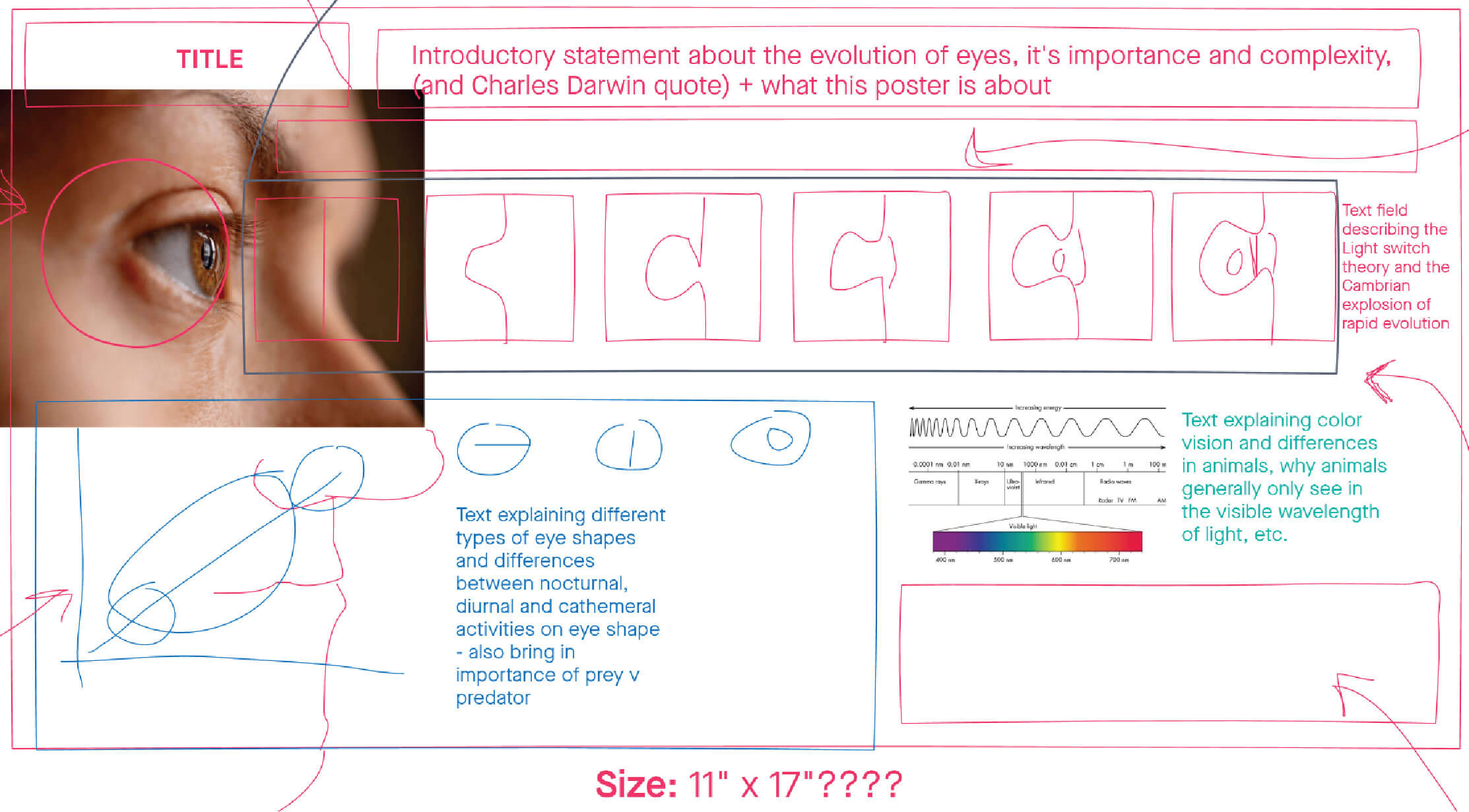 Initial Rough Layout for the infographic on the Evolution of Eyes