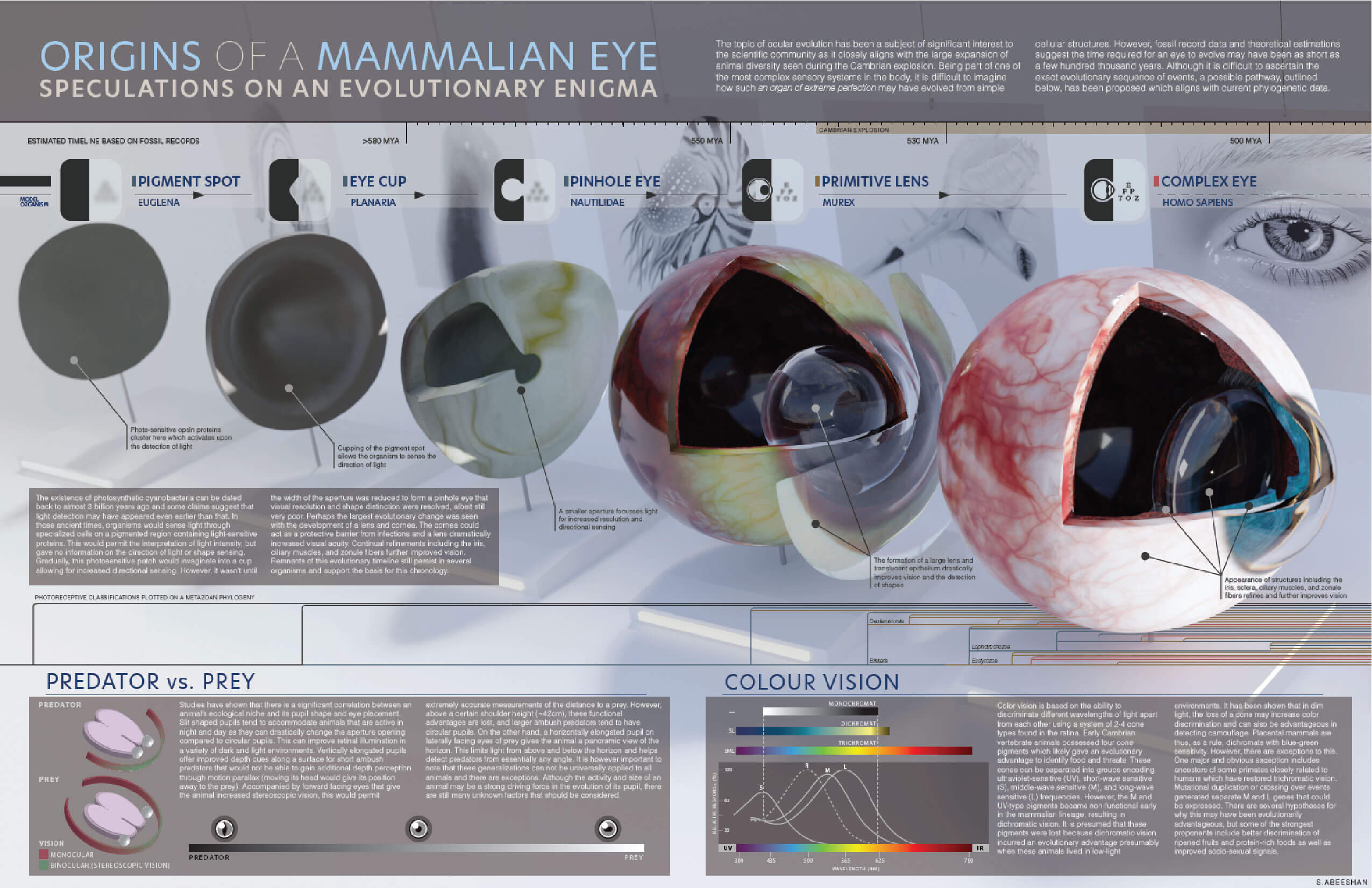 Infographic Layout #6