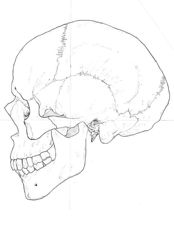 Fixed line art of lateral skull after changes
