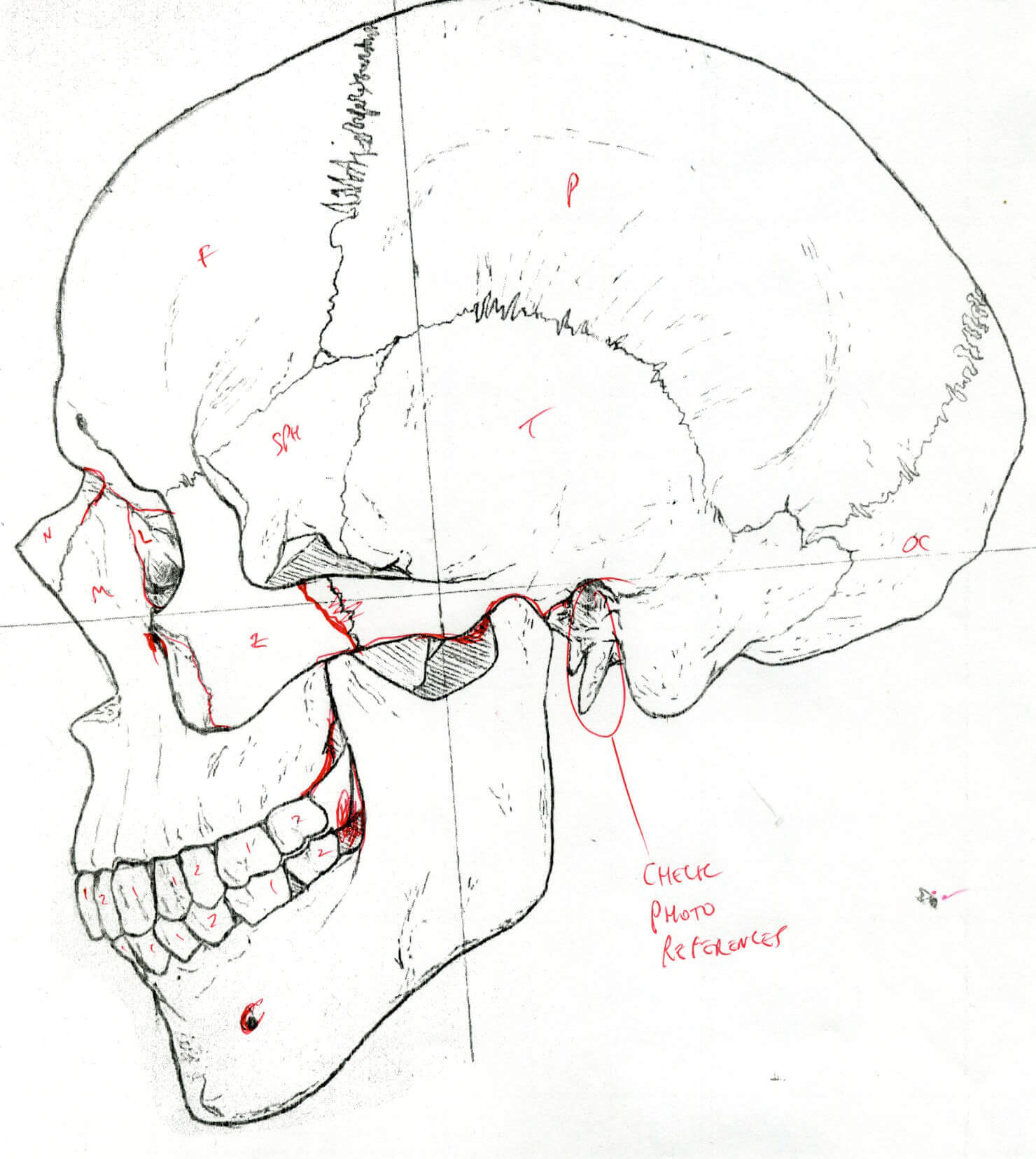 Initial line art of lateral skull with markup for changes