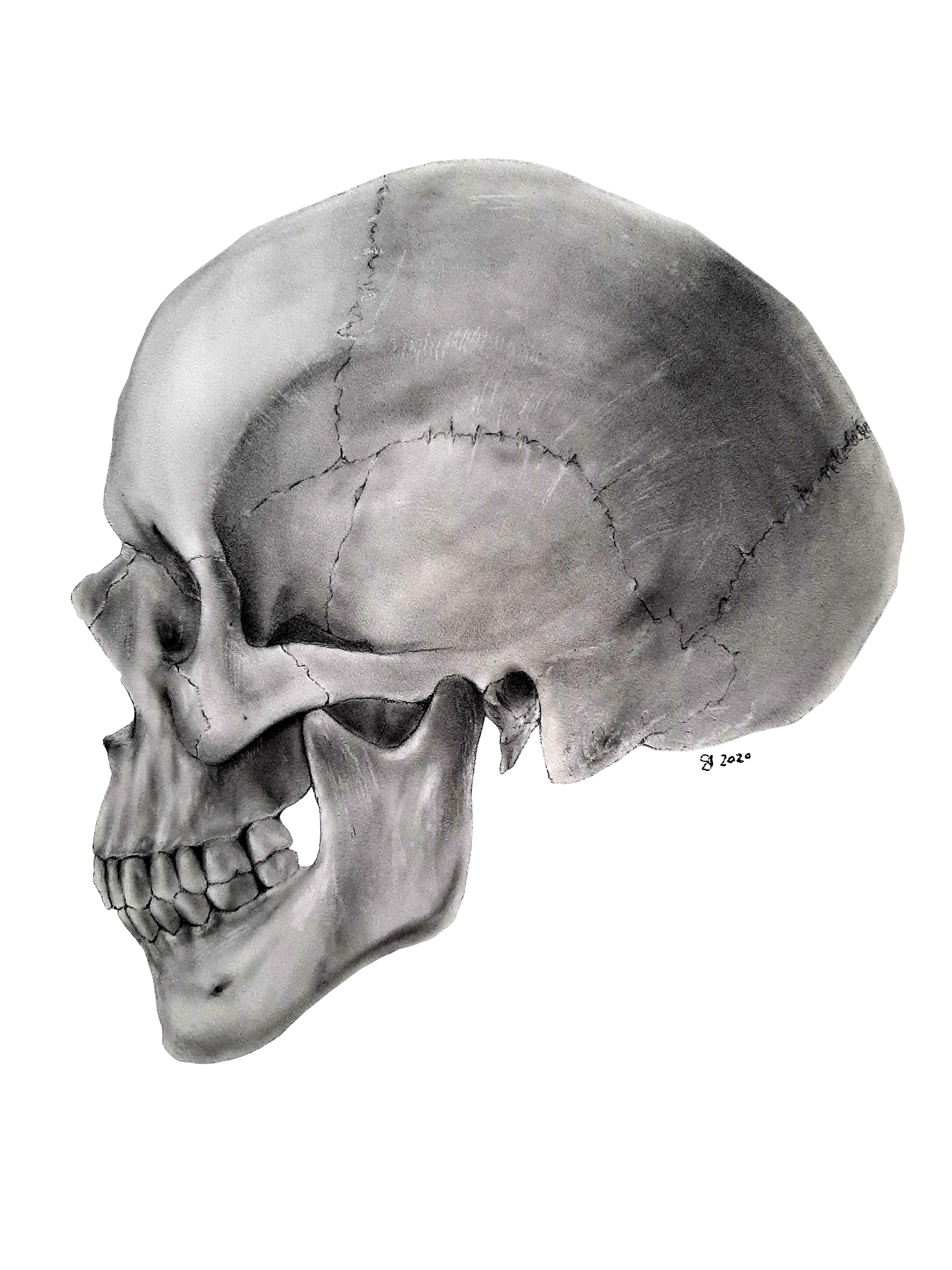 Lateral skull after edits in photoshop