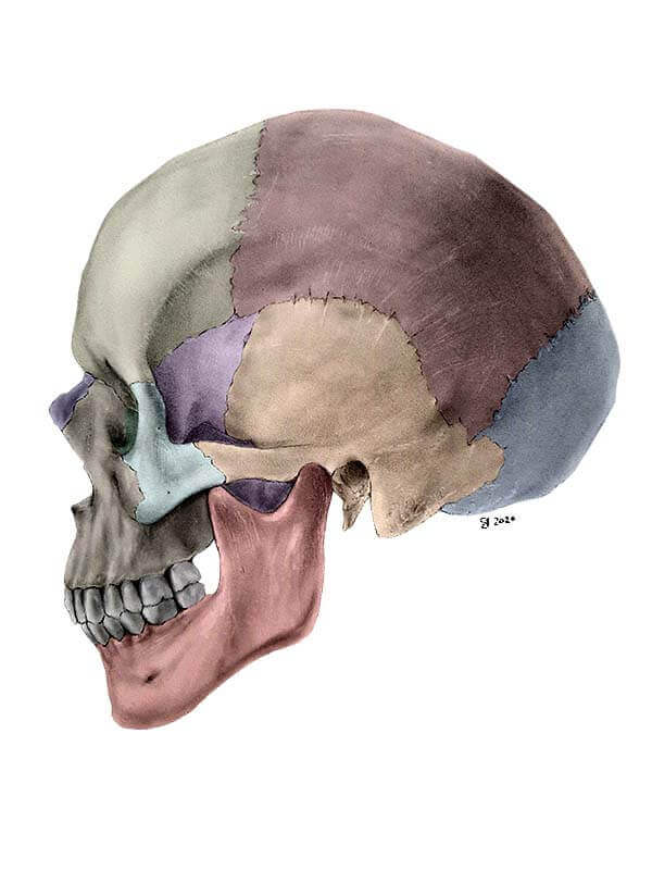 Lateral skull after edits in photoshop with highlighted structures