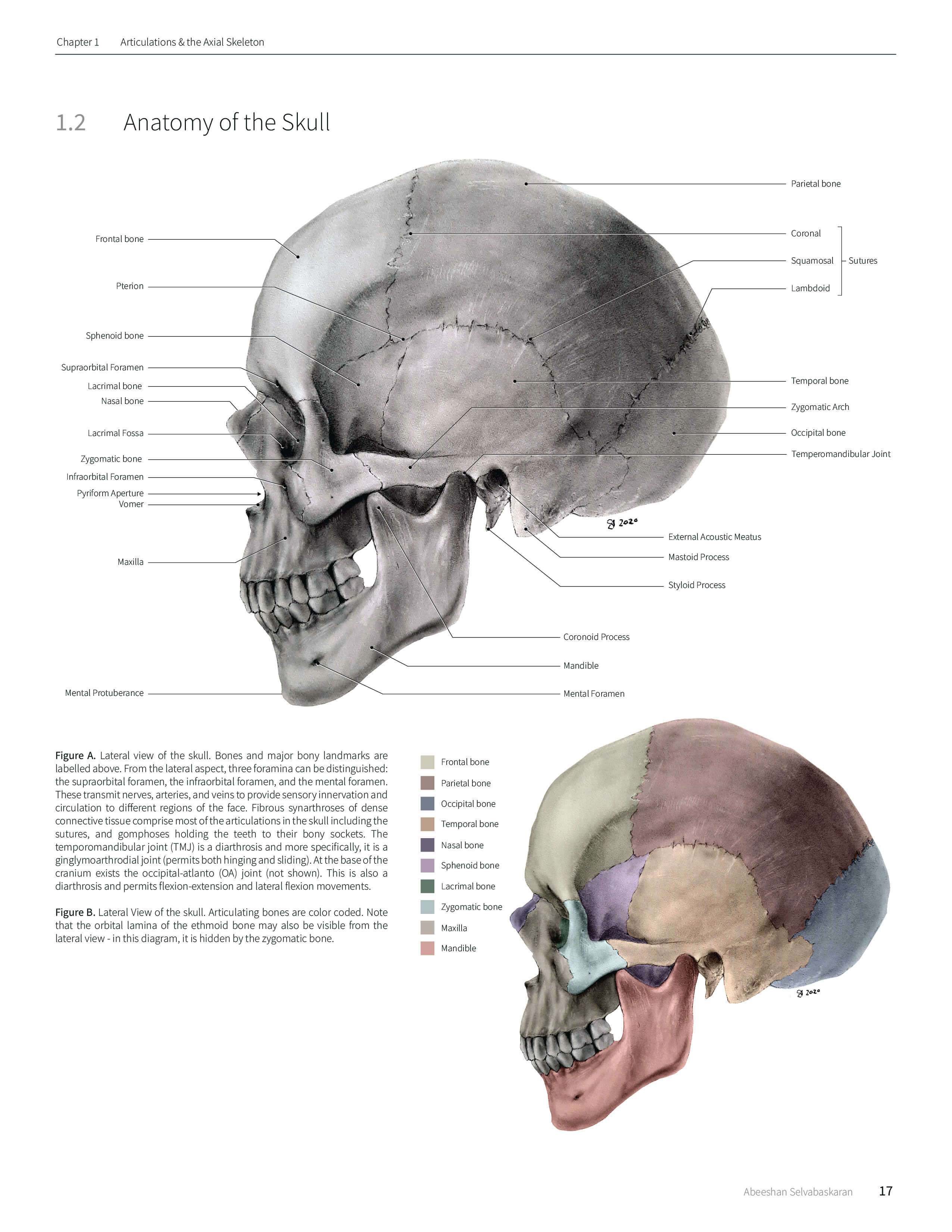 Final textbook layout of lateral skull rendering
