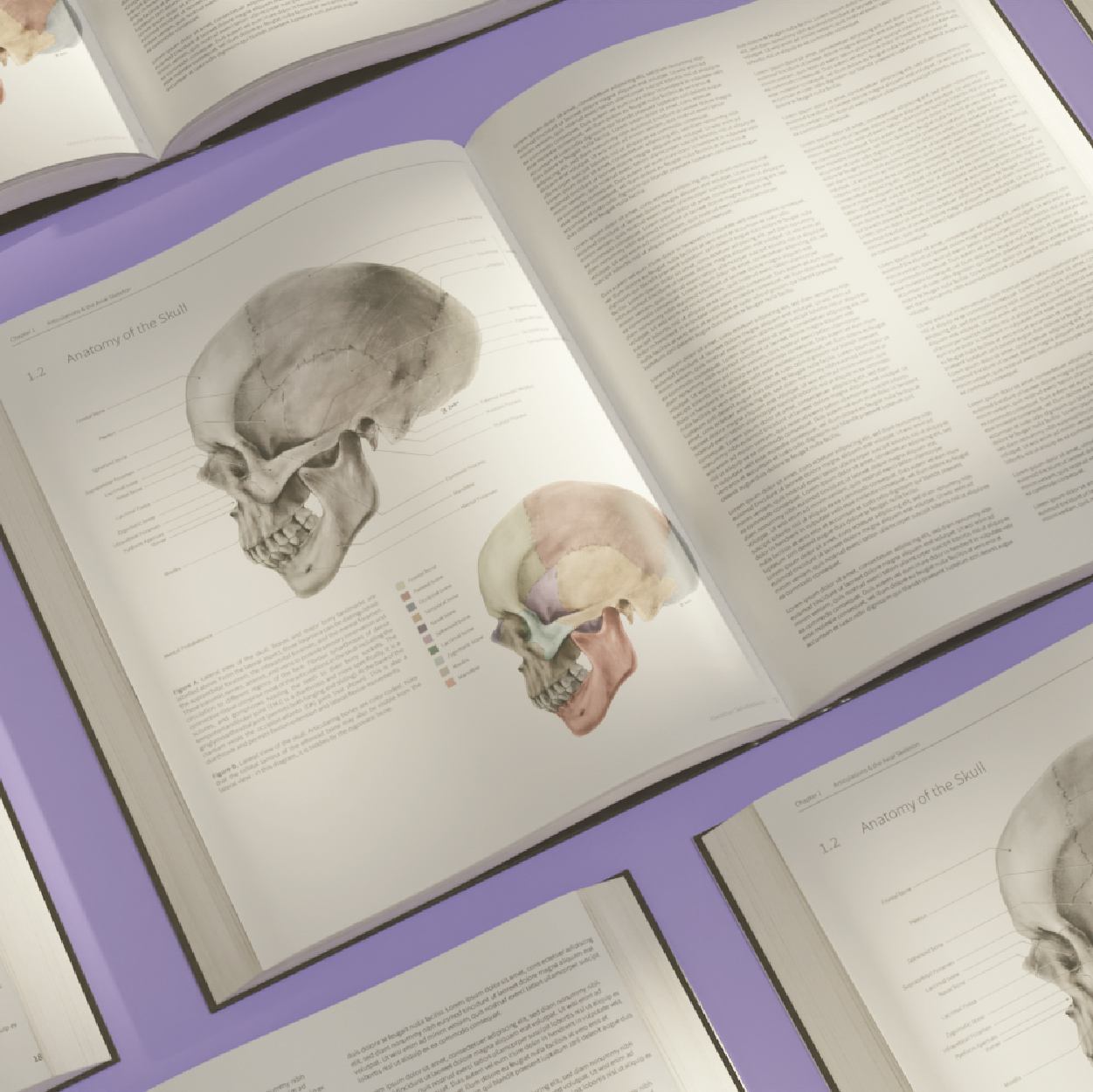 Thumbnail image of Lateral Skull Textbook mockup