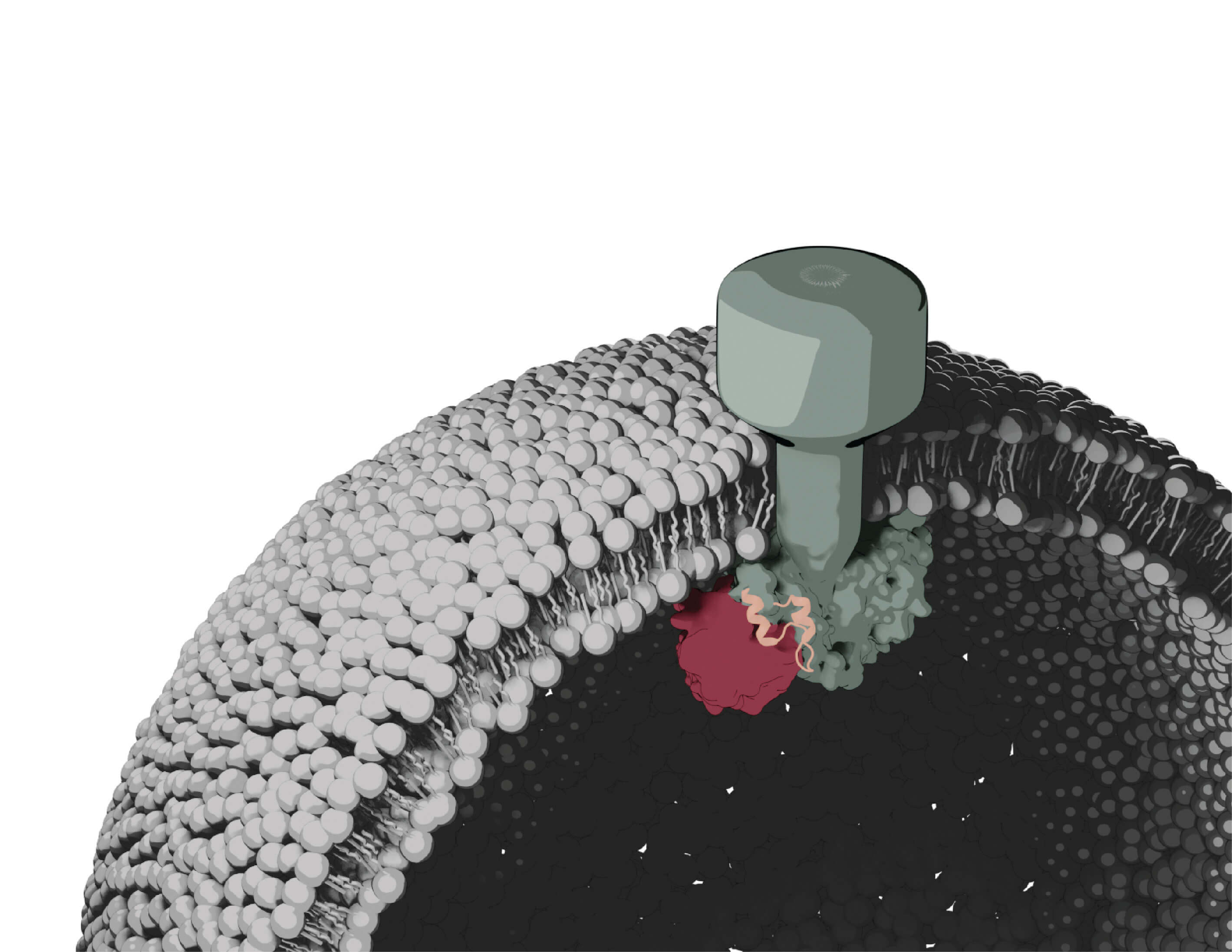 3D render of phospholipid membrane and ALK2 protein