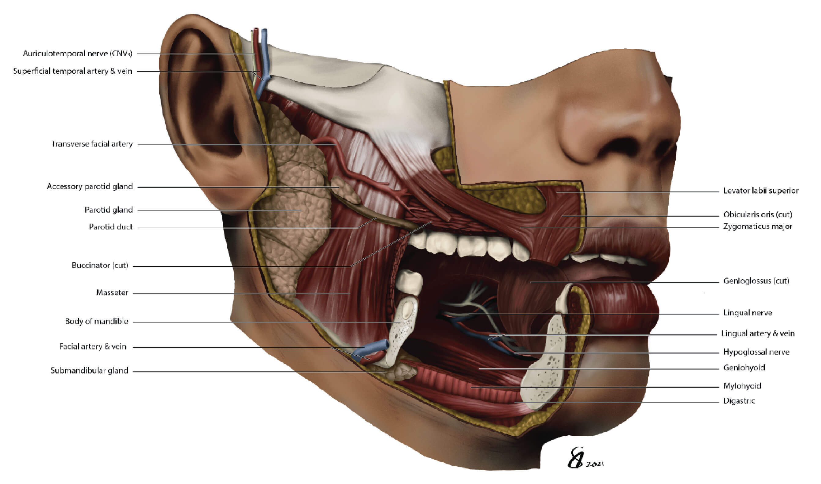 Final rendering of the facial muscles of expression