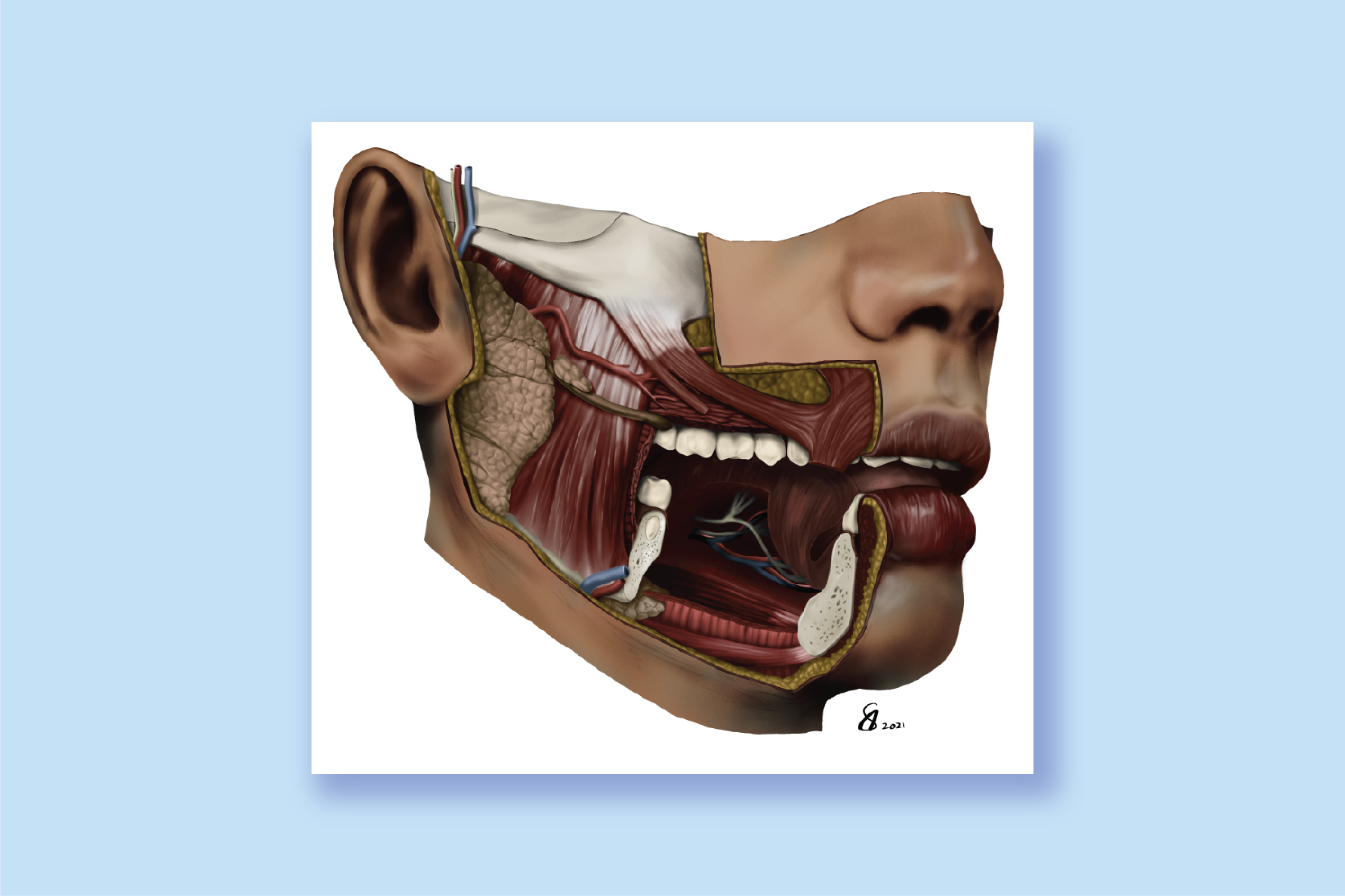 Banner image of facial muscles of expression