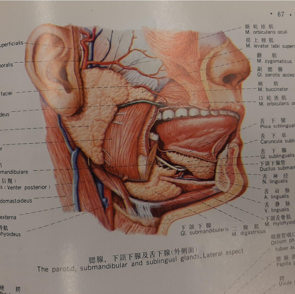Reference of lower face/jaw/lingual muscles
