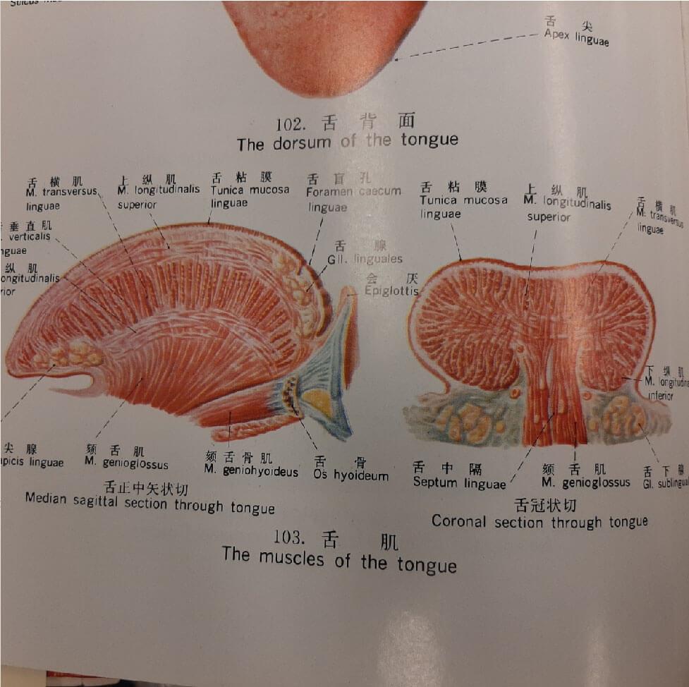 Reference of lingual muscles