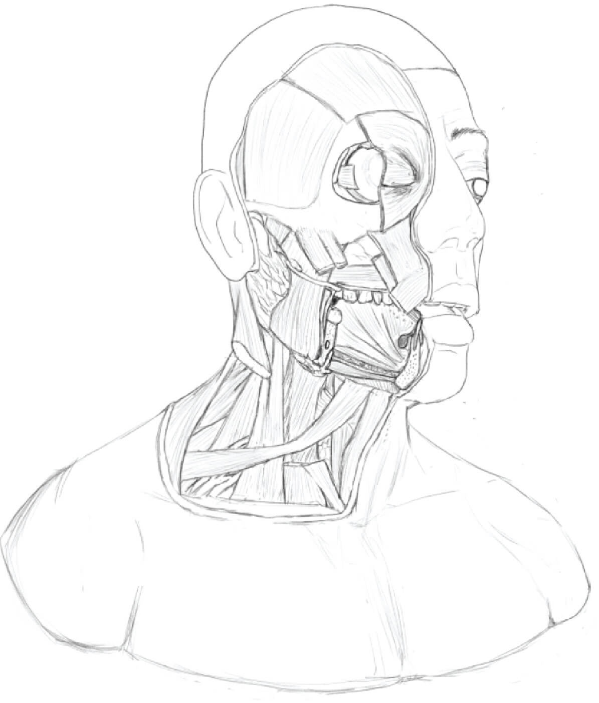Initial lineart of full head and shoulders
