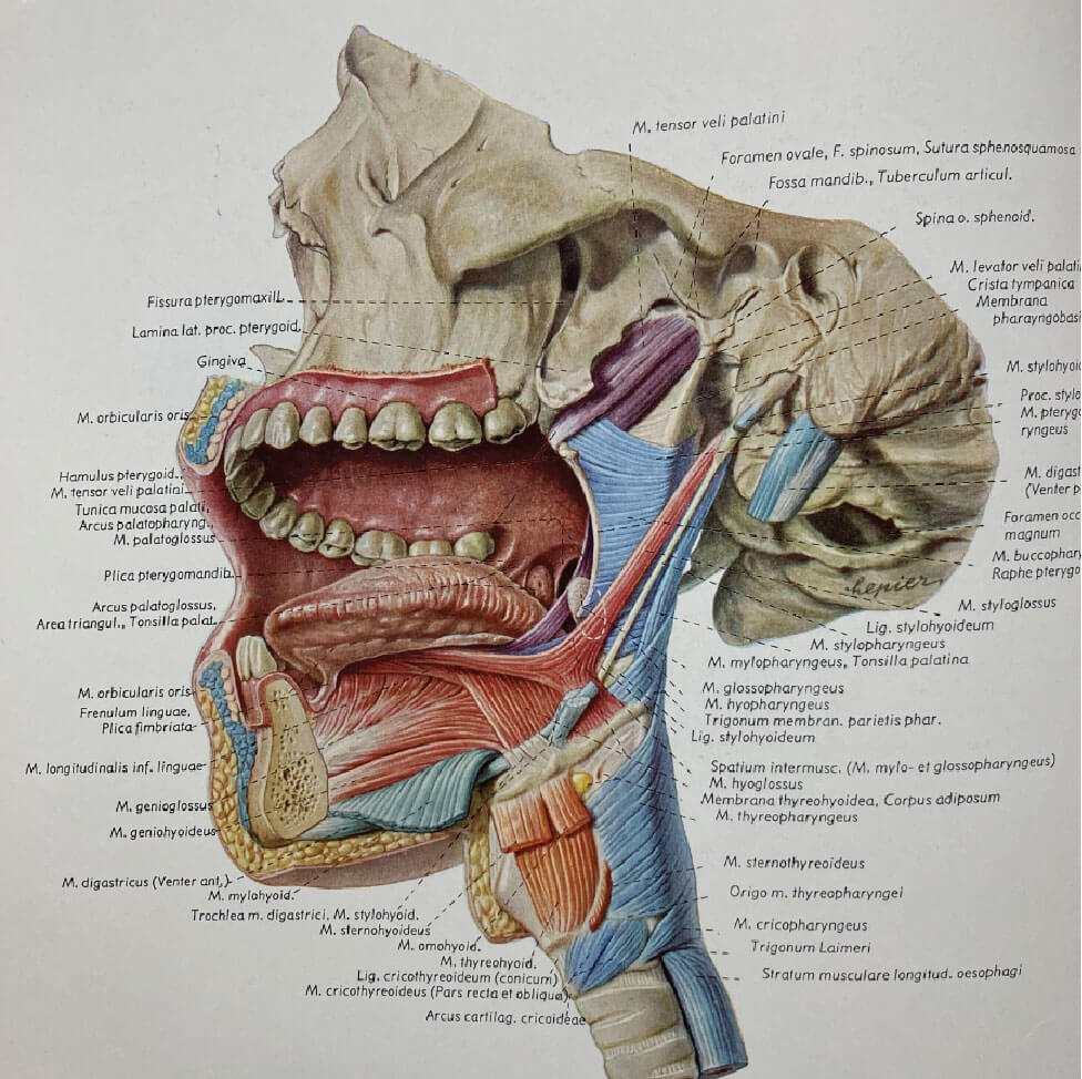 Pernkopf reference of lower face/jaw