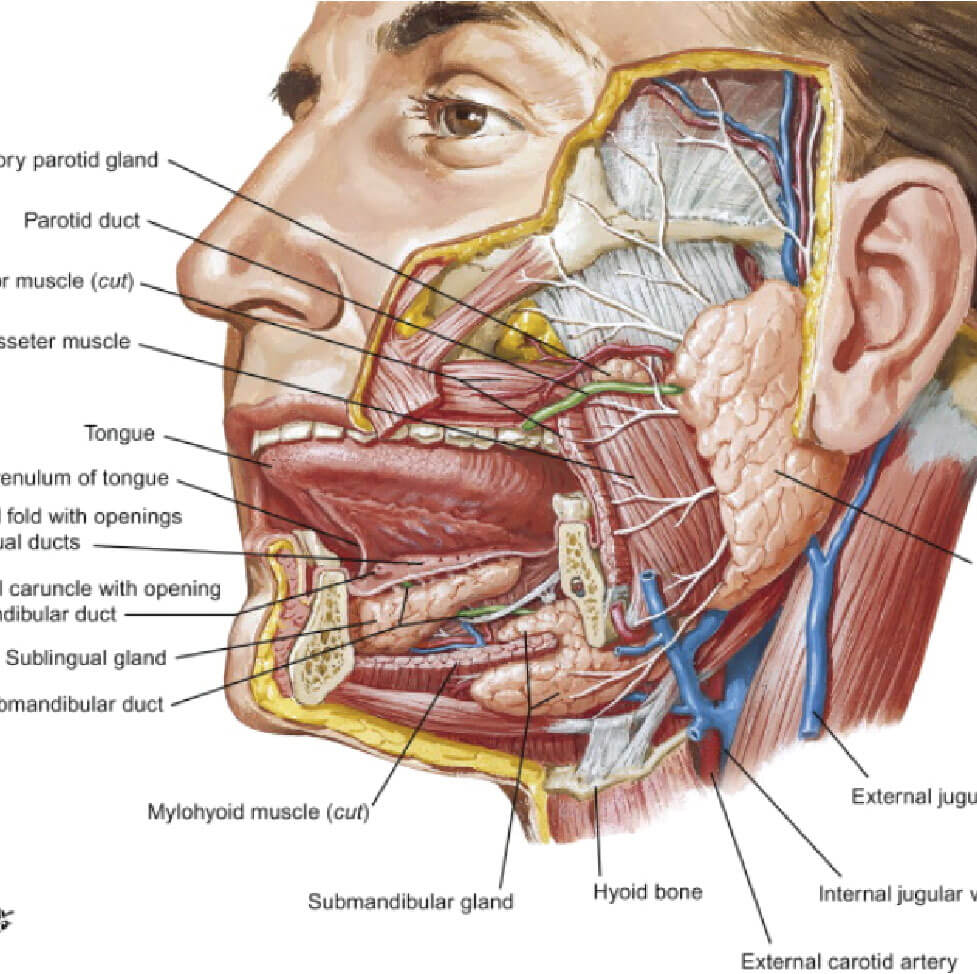 Netter reference of lower face/jaw