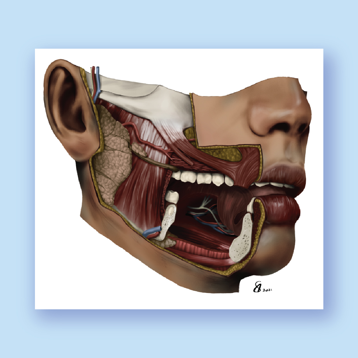 Thumbnail for illustration of the facial muscles of expression