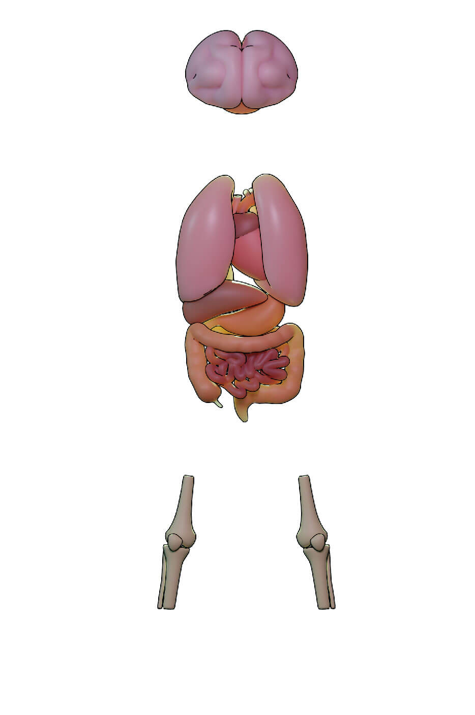 Organs modelling for inforgraphic