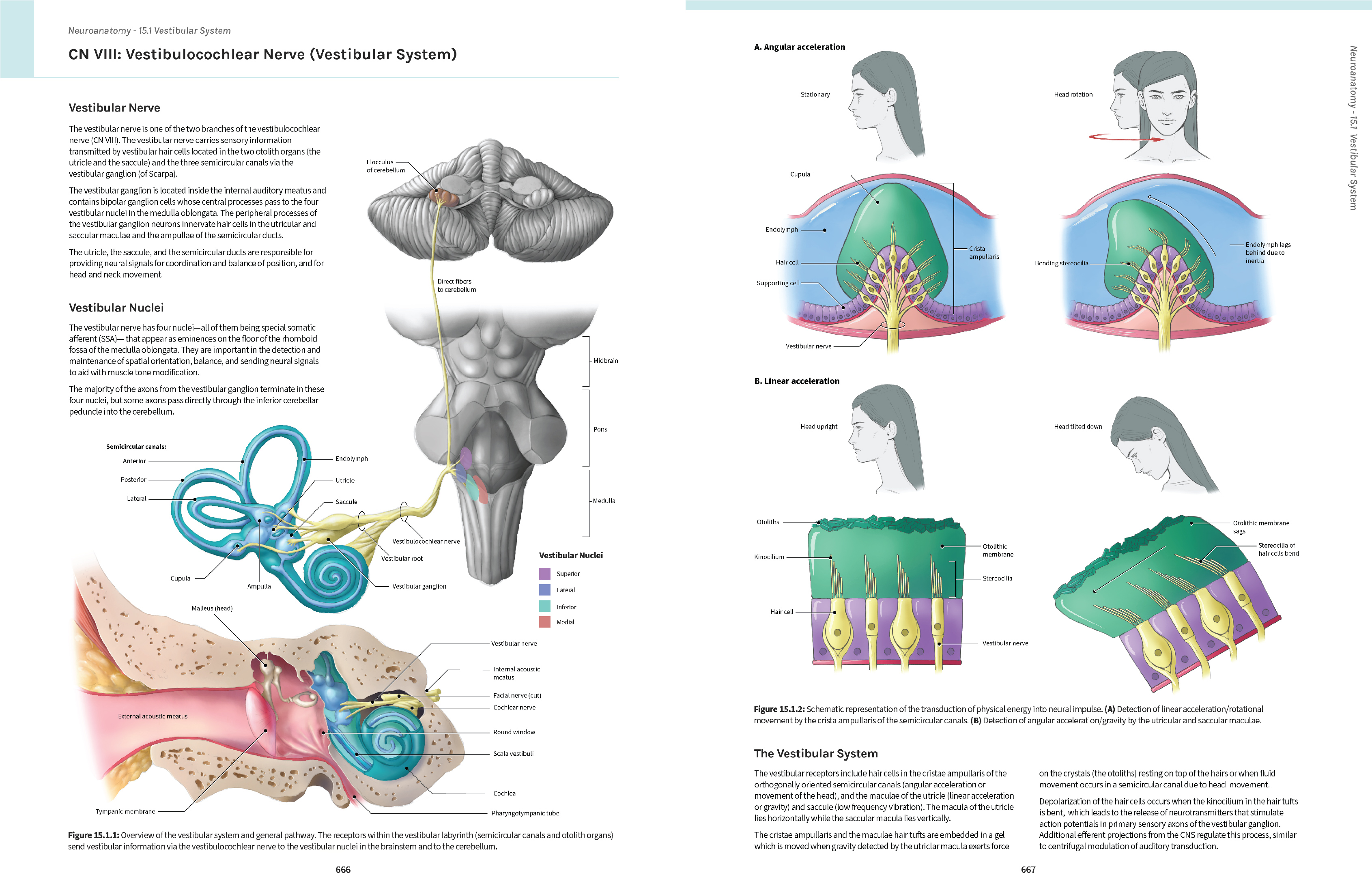 Final textbook spread for CNVIII