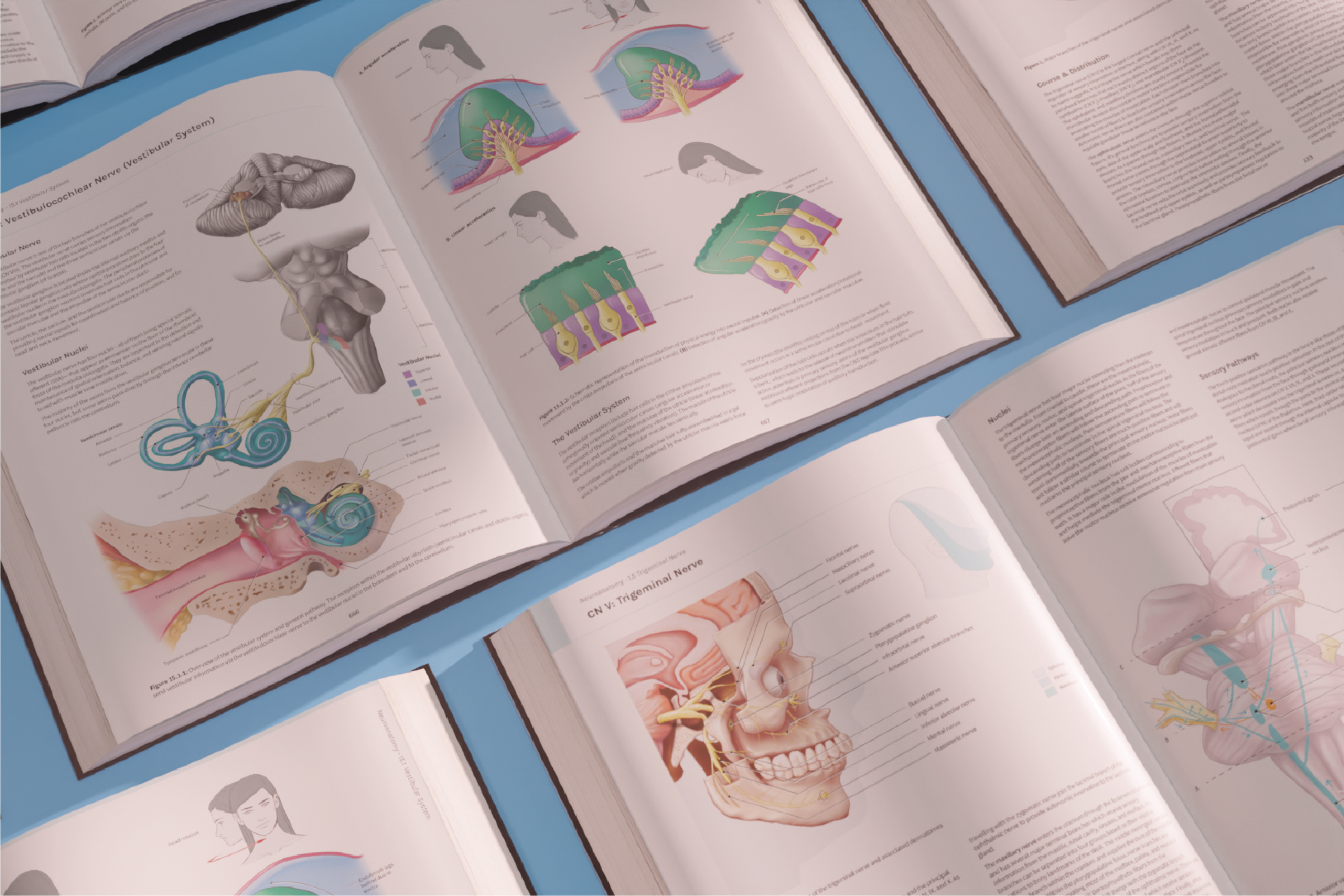 Portfolio banner image for neurology textbook spreads